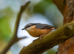 Nuthatch