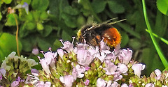 20230713 1793CPw [D~LIP] Gewöhnlicher Dost (Origanum vulgare), Steinhummel (Bombu lapidarius), Bad Salzuflen