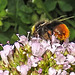 20230713 1793CPw [D~LIP] Gewöhnlicher Dost (Origanum vulgare), Steinhummel (Bombu lapidarius), Bad Salzuflen