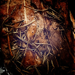roasting pork