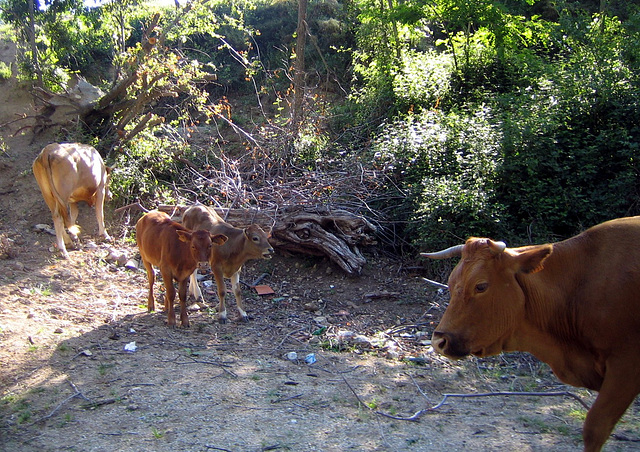 Faune de Corse - 2014