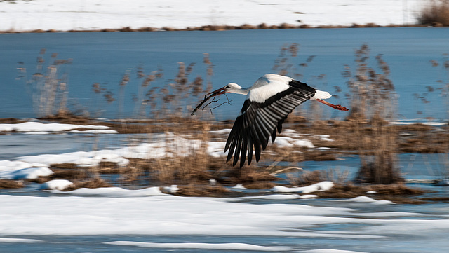 Weiss-Storch - 2015-02-26-_DSC6603