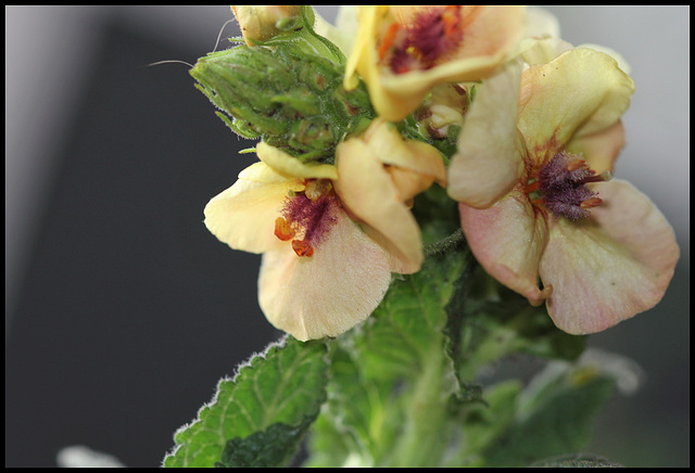 Verbascum 'Jackie'