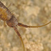 EF7A2879springtail