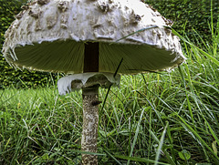 Insects sheltering under a Shaggy Parasol,  Lepiota rhacodes
