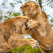 Lioness confrontation