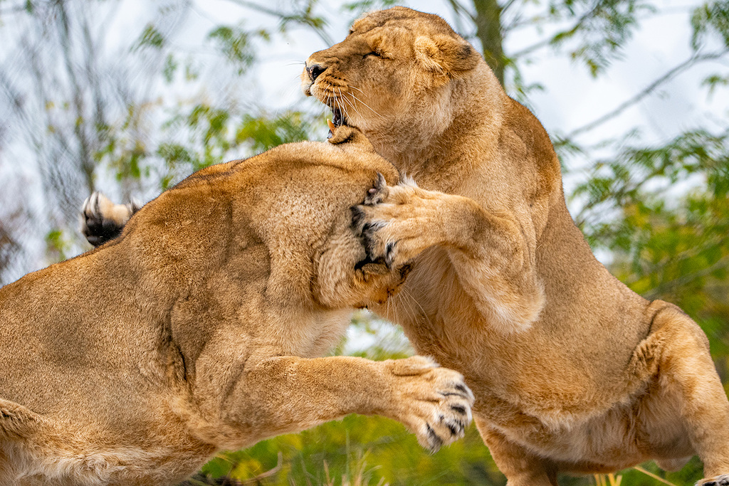 Lioness confrontation