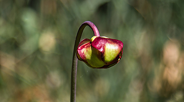 20200527 3961VRAw [D~LIP] Braunrote Schlauchpflanze (Sarracenia purpurea), UWZ, Bad Salzuflen