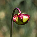 20200527 3961VRAw [D~LIP] Braunrote Schlauchpflanze (Sarracenia purpurea), UWZ, Bad Salzuflen