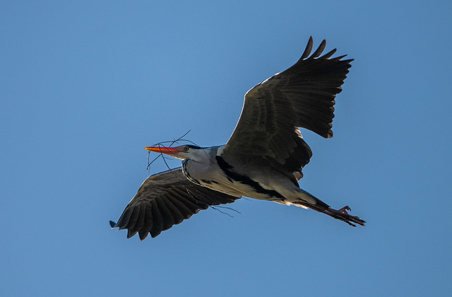 Grey heron