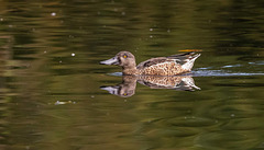 Shoveler duck