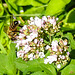 20230713 1799CPw [D~LIP] Gewöhnlicher Dost (Origanum vulgare), Honigbiene, Bad Salzuflen