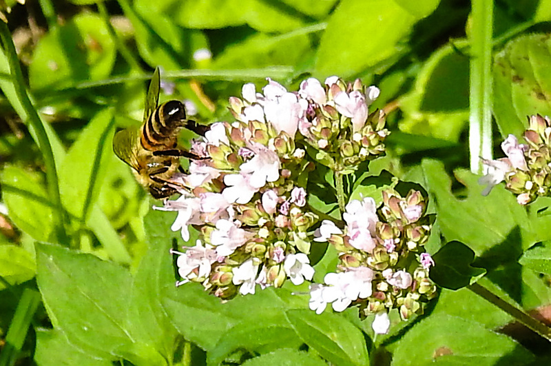 20230713 1799CPw [D~LIP] Gewöhnlicher Dost (Origanum vulgare), Honigbiene, Bad Salzuflen