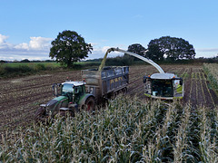 Maize harvesting