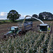 Maize harvesting