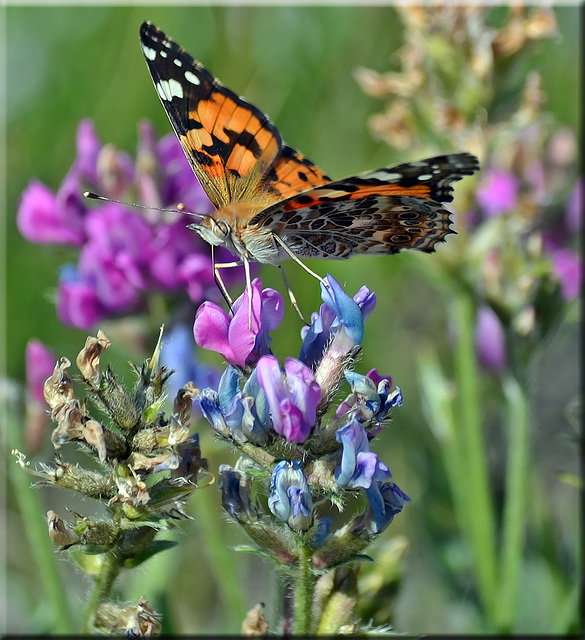 Painted Lady