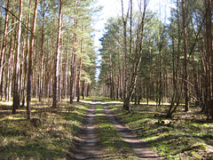 Waldweg im Alexanderdorfer Forst