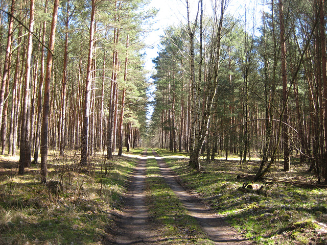 Waldweg im Alexanderdorfer Forst