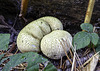 Puffballs