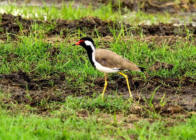 Sri Lanka tour - the fifth day, Minneriya National Park