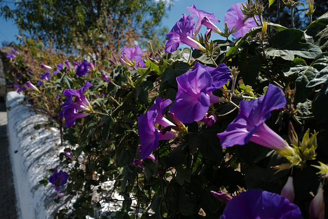 Ipomoea purpurea,  Convolvulaceae