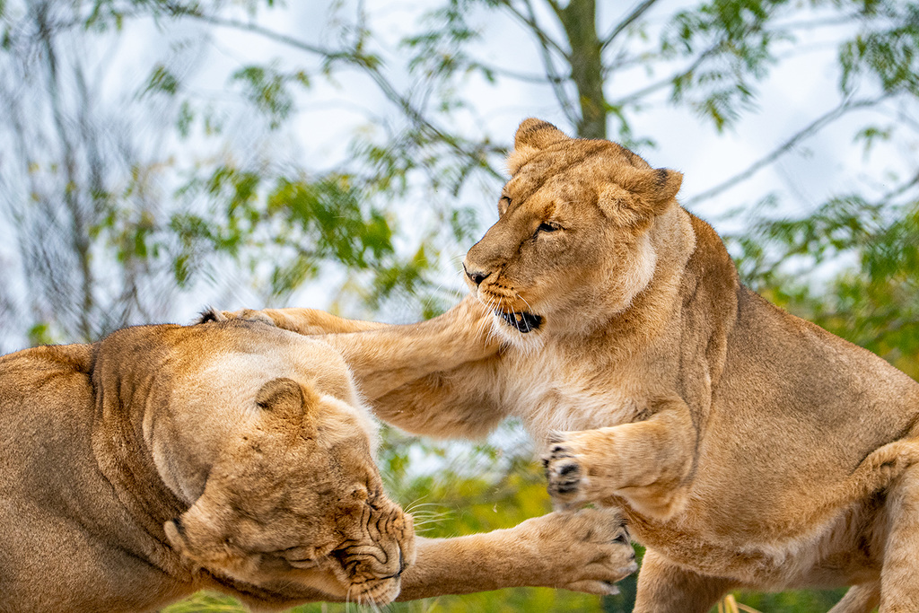 Lioness action