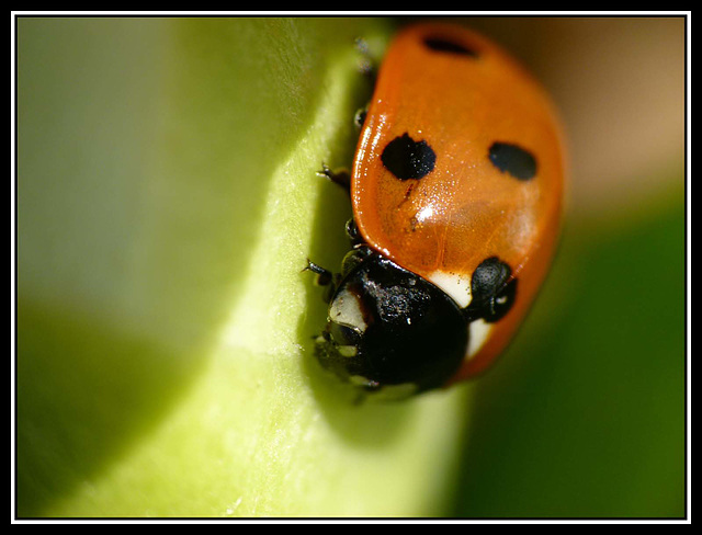 Ladybird (1)