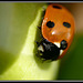 Ladybird (1)