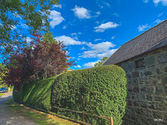 Hedge-trimming is a major annual exercise!