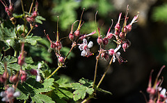 20200527 3962VRAw [D~LIP] Balkan-Storchschnabel (Geranium macrorrhizum), UWZ, Bad Salzuflen