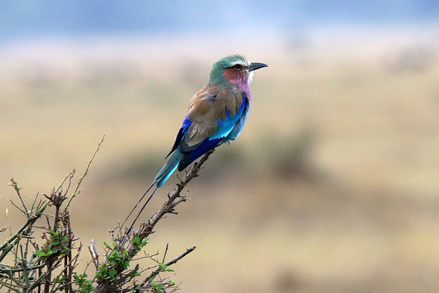 Lilac breasted roller (Explored)