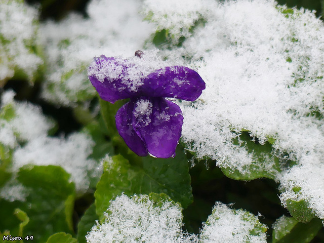 Mon jardin sous la neige