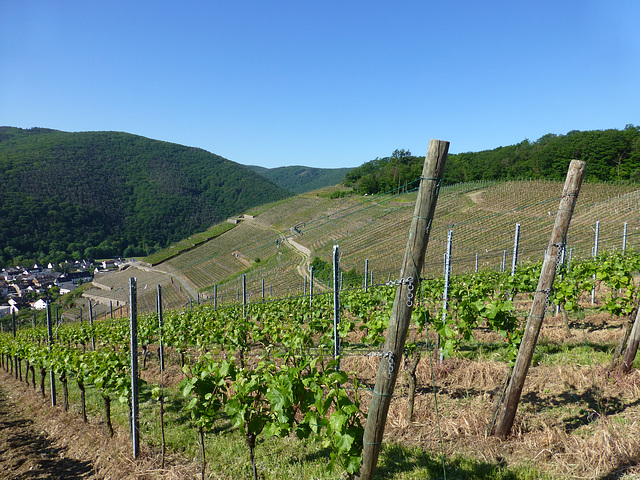 Weinberge bei Walporzheim