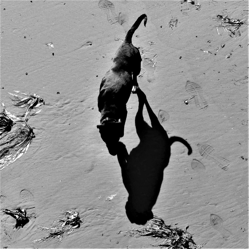 Shadowplay