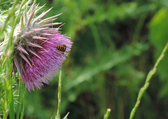 a belly in the thistle