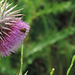 a belly in the thistle