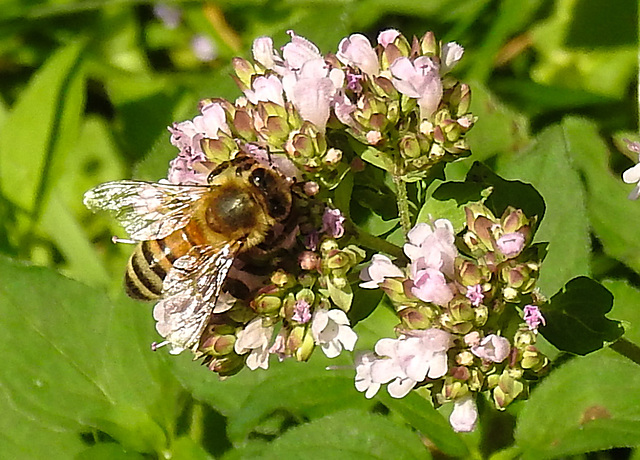20230713 1800CPw [D~LIP] Gewöhnlicher Dost (Origanum vulgare), Honigbiene, Bad Salzuflen