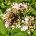 20230713 1800CPw [D~LIP] Gewöhnlicher Dost (Origanum vulgare), Honigbiene, Bad Salzuflen