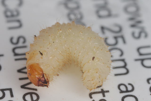 EF7A2825beetlelarva