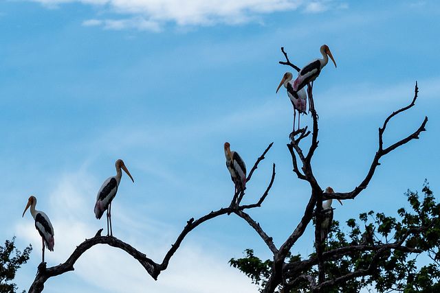 Sri Lanka tour - the fifth day, Minneriya National Park