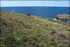 Ponies on Treaga Hill