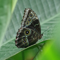 Morpho peleides