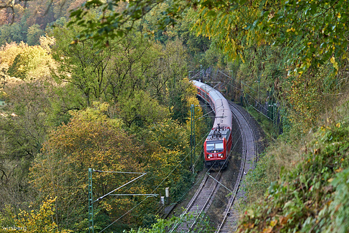 sterbender Ulmenwand