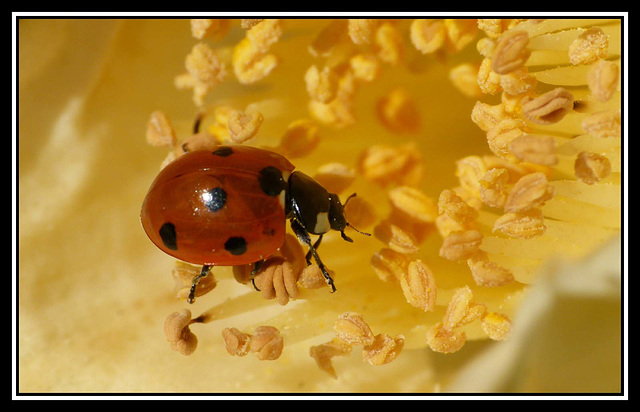 Ladybird (2)