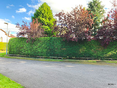 Hedge-trimming is a major annual exercise!