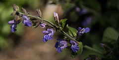 20200527 3963VRAw [D~LIP] Salbei (Salvia officinalis), UWZ, Bad Salzuflen