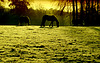Icy morning horses