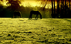 Icy morning horses