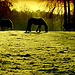 Icy morning horses