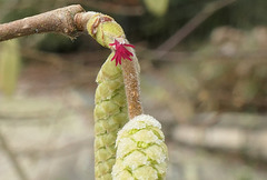 Minuscule, la fleur de noisetier...